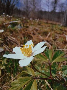 a white flower with yellow stamens in the middle of grass and trees behind it