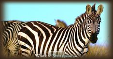 two zebras standing next to each other in tall grass with blue sky behind them