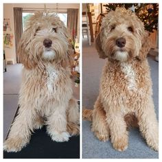 two pictures of a shaggy dog sitting next to each other in front of a christmas tree