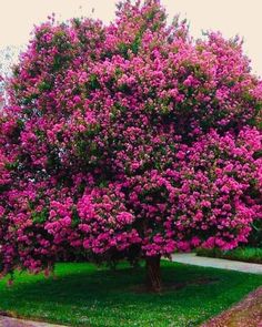 a large tree with purple flowers in the middle of a grassy area next to a sidewalk