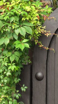 an open door with vines growing on it's side and the top part of the door