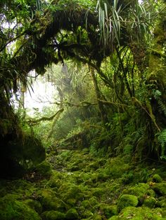 moss covered rocks and trees in the middle of a forest with lots of green plants