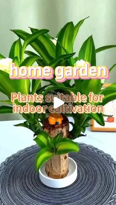 a small potted plant sitting on top of a table next to a sign that reads home garden plants suitable for indoor cultivation