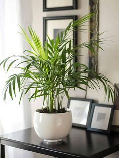 Indoor Oasis: Parlor Palm in Natural Beauty Parlor Palm Care, Cat Safe Plants, Accessible Design, Indoor Oasis, Parlor Palm, Plant Inspiration, Indoor Plant, Center Stage