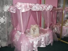 a small white dog sitting in a pink bed with curtains and bows on it's head