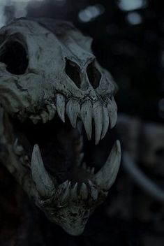 an animal skull with sharp teeth in the dark