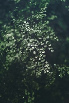 water droplets on the leaves of a tree