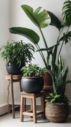 three potted plants sitting on stools next to each other