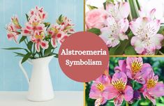 Collage of alstroemeria flowers. Alstroemeria Flower, Holiday Table Decorations, Holiday Table, Holiday Tables, Facts About, Glass Vase