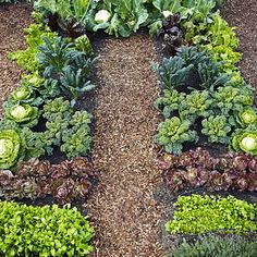 a garden filled with lots of different types of vegetables and plants growing in the ground