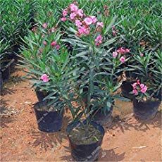 several potted plants with pink flowers in them