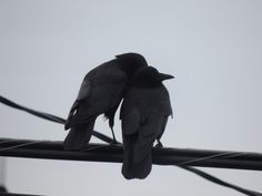 two black birds sitting on top of power lines