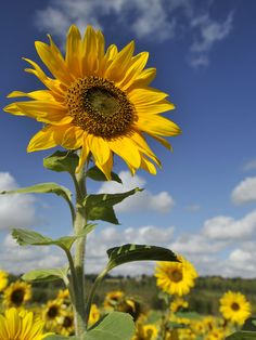 a large sunflower standing in the middle of a field with blue sky and clouds