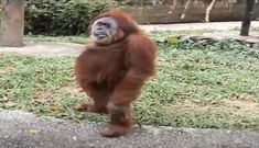 an orangutan standing on its hind legs and looking up at the camera