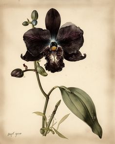 Orchid Illustration, Illustration Botanique Vintage, Illustration Botanique, Botanical Illustration Vintage, Black Orchid, Scientific Illustration, Botanical Drawings, Vintage Botanical, Botanical Flowers