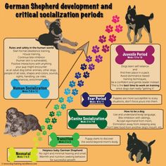 the german shepherd development and critteal socialization period info sheet with pictures of dogs