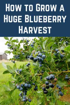 blueberry bush with text overlay how to grow a huge blueberry harvest