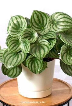 a potted plant sitting on top of a wooden table