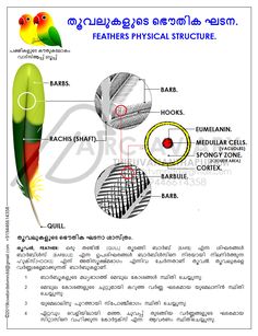 the parts of a bird's body and its functions in different ways, including feathers