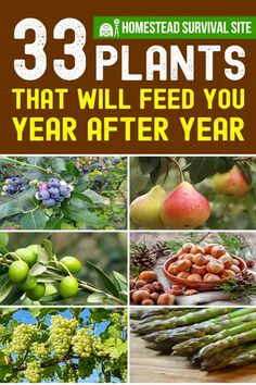 the cover of 33 plants that will feed you year after year, with pictures of various fruits and vegetables