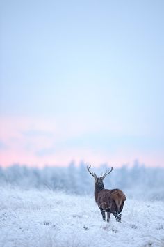 a deer standing in the middle of a snow covered field