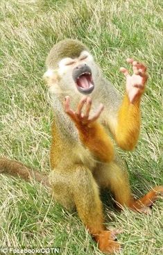 a monkey that is sitting in the grass with its hands up and it's mouth open