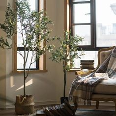 a living room filled with furniture and a potted tree in front of a window