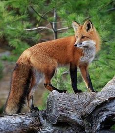 a red fox standing on top of a fallen tree