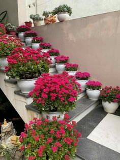 many potted flowers are lined up on the stairs