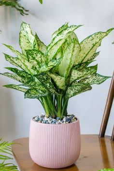 a potted plant sitting on top of a wooden table next to a green plant