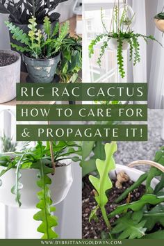 various houseplants and plants with text overlay that reads, rica cactus how to care for & propagate it