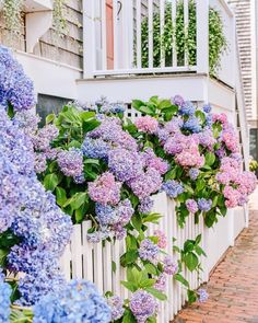 purple and blue flowers line the side of a white picketed - off fence in front of a house