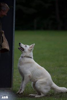 a white dog sitting on top of a lush green field next to a tall black pole