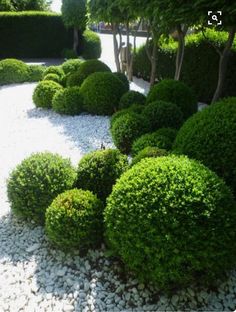 some very pretty bushes and rocks in the middle of a yard with white pebbles on the ground