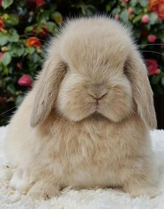 a small rabbit sitting on top of a fluffy white blanket in front of some flowers