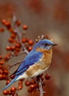 a small blue bird sitting on top of a tree branch with berries in the background