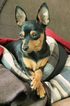 a small black and brown dog laying on top of a couch covered in blankets with his paw resting on the pillow