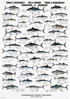 a poster with different types of tunas and macklers on it's sides