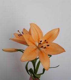 a hand holding a vase with orange flowers in it on a white wall behind the vase