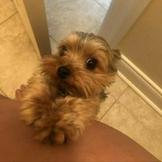 a small brown dog sitting on top of a person's arm