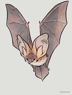 a drawing of a bat hanging upside down