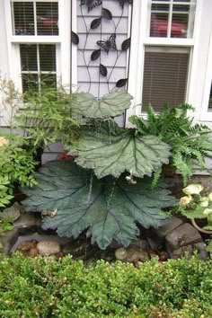 a large leafy plant sitting in the middle of a garden next to a house