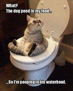 a cat sitting on top of a toilet seat with caption that reads, the look on your face, when you forget to lock the toilet door and someone walks in