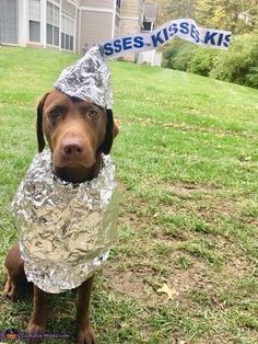 a brown dog wearing tinfoil on top of it's head sitting in the grass