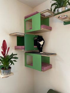 a black and white cat sitting on top of a green shelf