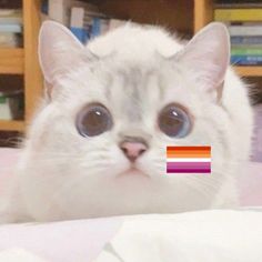 a white cat with big blue eyes laying on a bed in front of bookshelves