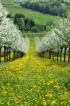 a field with lots of trees and yellow flowers