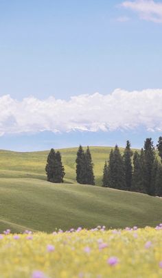 an open field with trees and flowers in the foreground