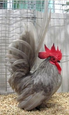 a gray and red rooster standing on top of dry grass