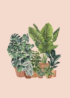 three potted plants on a pink background